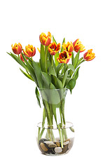 Image showing Tulips