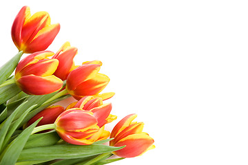 Image showing Tulips