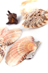 Image showing shells on white background