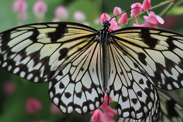 Image showing Rice Paper butterfly (Idea leuconoe)