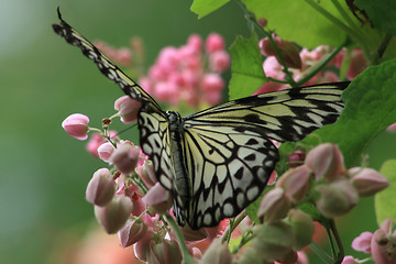 Image showing Rice Paper butterfly (Idea leuconoe)