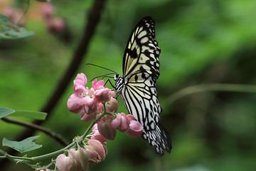 Image showing Rice Paper butterfly (Idea leuconoe)