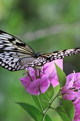 Image showing Rice Paper butterfly (Idea leuconoe)