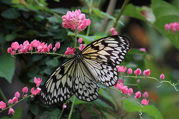 Image showing Rice Paper butterfly (Idea leuconoe)