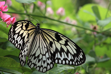 Image showing Rice Paper butterfly (Idea leuconoe)