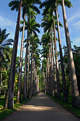 Image showing botanical garden, Rio