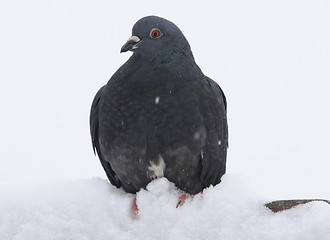 Image showing Dove in the snow