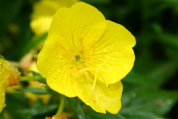 Image showing Yellow flower