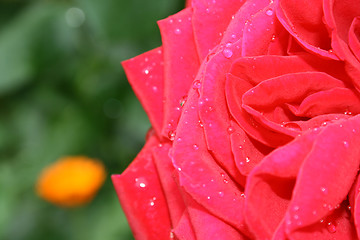 Image showing Rose with water drops