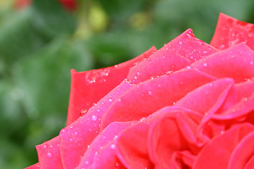 Image showing Rose with water drops