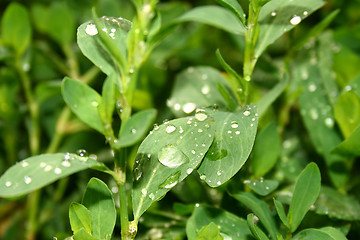 Image showing Grass with water drops