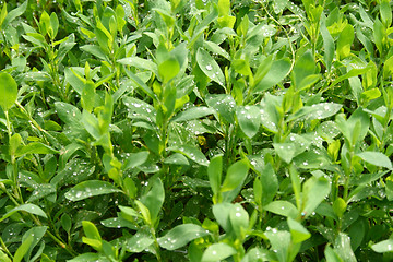 Image showing Grass with water drops