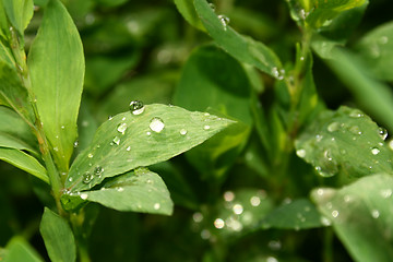 Image showing Grass with water drops