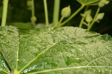 Image showing leave with water drops