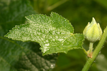 Image showing leave with water drops