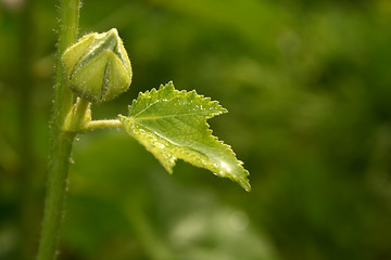 Image showing leave with water drops