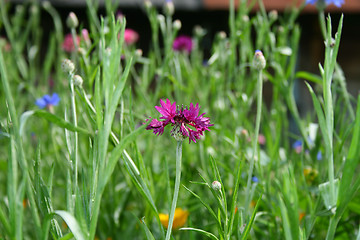 Image showing Violet flower