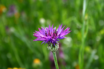 Image showing Violet flower