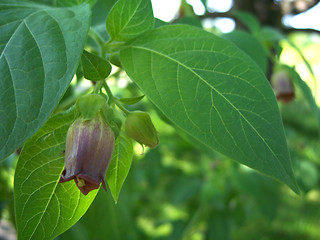 Image showing Belladonna