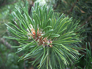 Image showing Mountain Pine