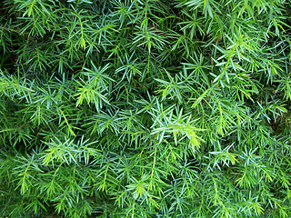 Image showing Wild Juniper