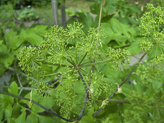 Image showing Angelica