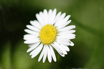 Image showing Daisy