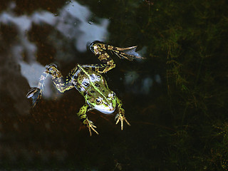 Image showing Pool Frog