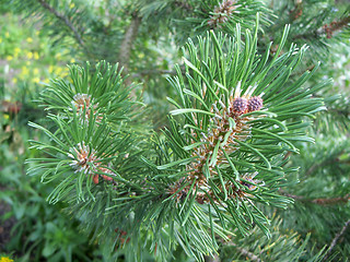 Image showing Mountain Pine