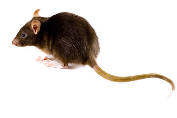 Image showing Brown Rat