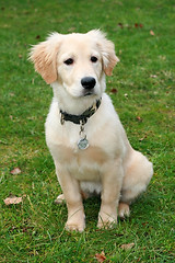 Image showing Golden Retriever Puppy