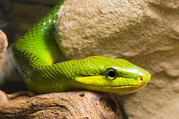 Image showing Red Tailed Racer