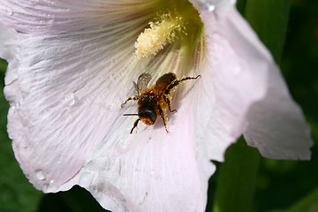 Image showing bee on the flower