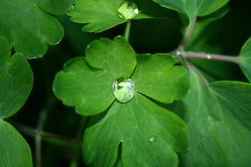 Image showing water drops on leaves