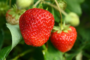 Image showing mellow strawberry