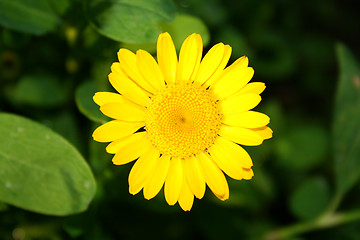 Image showing yellow flower