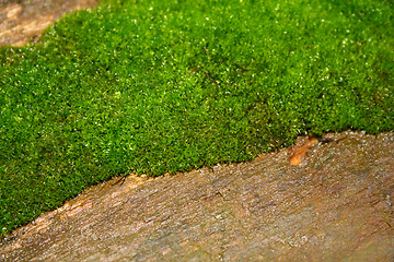 Image showing Mossy wood