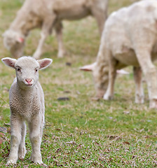 Image showing cute lamb on farm 