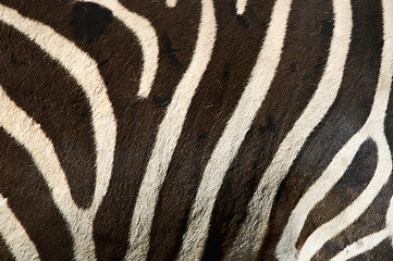 Image showing zebra stripes