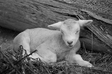 Image showing cute lamb on farm