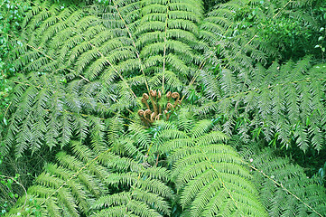 Image showing tree fern in rainforest