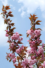 Image showing Crab apple.