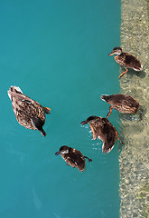 Image showing momma duck