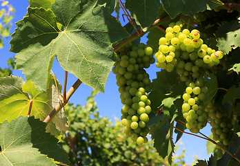 Image showing wine grapes