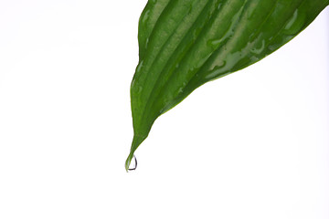 Image showing green leaf