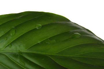 Image showing water on leaf