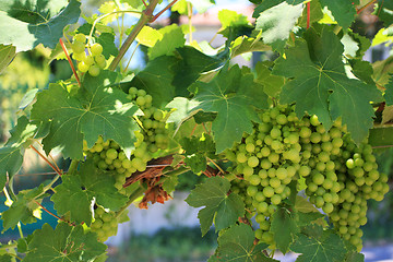 Image showing grapevine