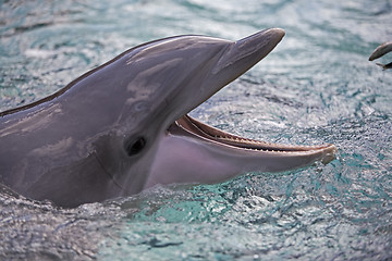 Image showing Dolphin