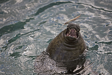 Image showing Seal