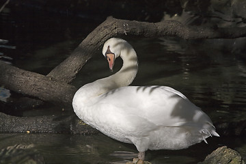 Image showing Swan